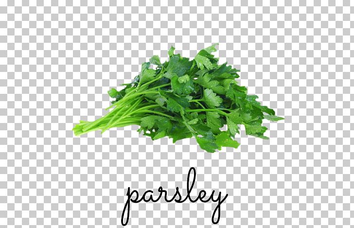 Parsley Greek Cuisine Herb Chicken Soup Celeriac PNG, Clipart, Apiaceae, Bitter, Bunch, Celeriac, Celery Free PNG Download