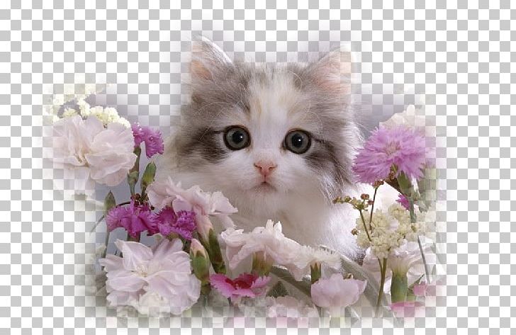 Persian Cat Kitten Tortoiseshell Cat Tabby Cat Dog PNG, Clipart, Allposterscom, Among, Animal, Animals, British Semi Longhair Free PNG Download