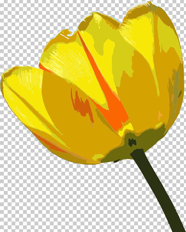 Tulip Flower PNG, Clipart, Bloom, Download, Flower, Flower Garden, Flowering Plant Free PNG Download