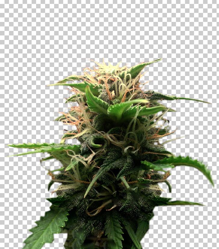 Feminized Cannabis Plant Seed Cultivar PNG, Clipart, Animals, Blossom, Cannabaceae, Cannabis, Cultivar Free PNG Download