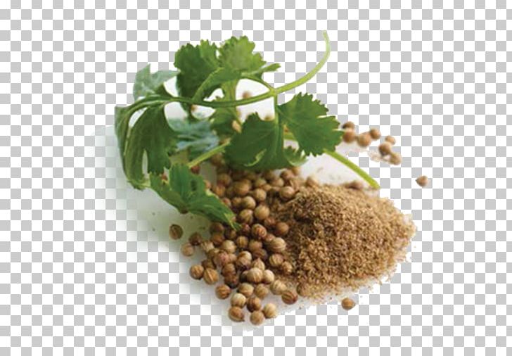 Coriander Vegetarian Cuisine Natural Foods Recipe PNG, Clipart, Coriander, Food, Ingredient, La Quinta Inns Suites, Leaf Vegetable Free PNG Download