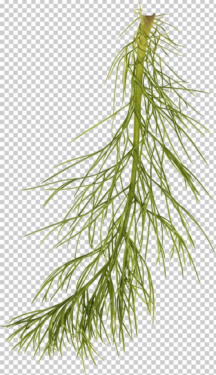 Desktop Leaf PNG, Clipart, Branch, Casuarina, Clip Art, Computer Icons, Conifer Free PNG Download