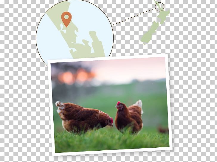 Rooster Ecosystem Fauna New Zealand Beak PNG, Clipart, Beak, Bird, Chicken, Chicken As Food, Ecosystem Free PNG Download