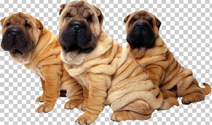 Shar Pei Puppy The Chinese Shar-Pei The Intelligence Of Dogs Stock Photography PNG, Clipart, Ancient Dog Breeds, Animal, Animals, Business, Carnivoran Free PNG Download
