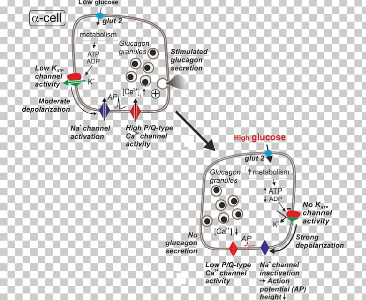 Glucagon Secretion Alpha Cell ATP-sensitive Potassium Channel PNG, Clipart, Alpha Cell, Area, Atpsensitive Potassium Channel, Cell, Depolarization Free PNG Download