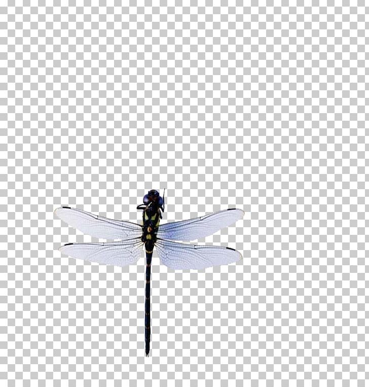 Insect Dragonfly Blue PNG, Clipart, Animal, Arthropod, Blue, Blue Abstract, Blue Background Free PNG Download