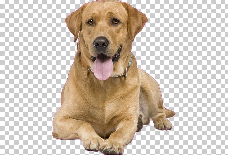Labrador Retriever Golden Retriever Puppy Dog Training PNG, Clipart, Animal, Animals, Breed, Broholmer, Carnivoran Free PNG Download