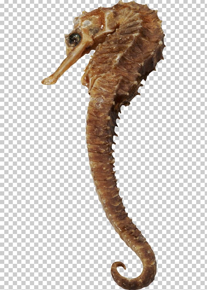Short-snouted Seahorse PNG, Clipart, Dia, Digital Image, Google Docs, Information, Leafy Seadragon Free PNG Download