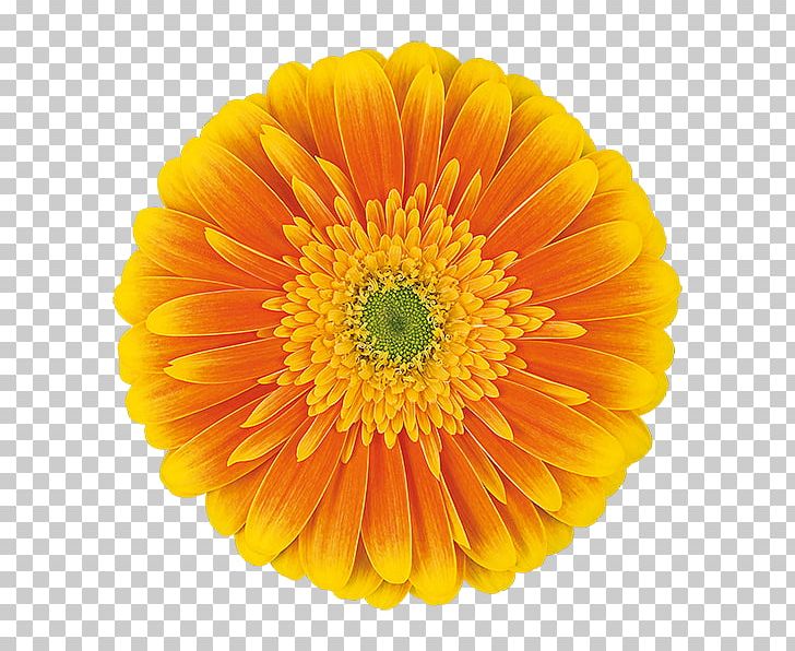 Transvaal Daisy Cut Flowers Common Daisy Orange PNG, Clipart, Annual Plant, Calendula, Chamomile, Chrysanthemum, Chrysanths Free PNG Download