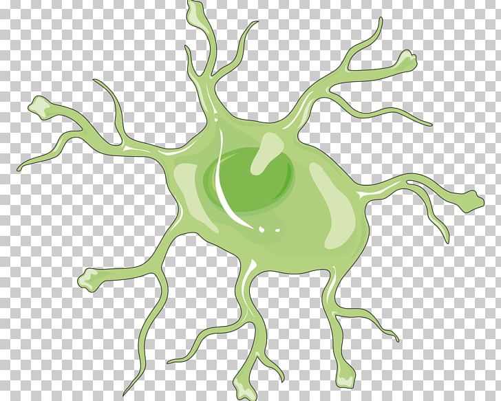 Astrocyte Nervous System Microglia Brain Cell PNG, Clipart, Amphibian, Animal Figure, Artwork, Astrocyte, Brain Free PNG Download