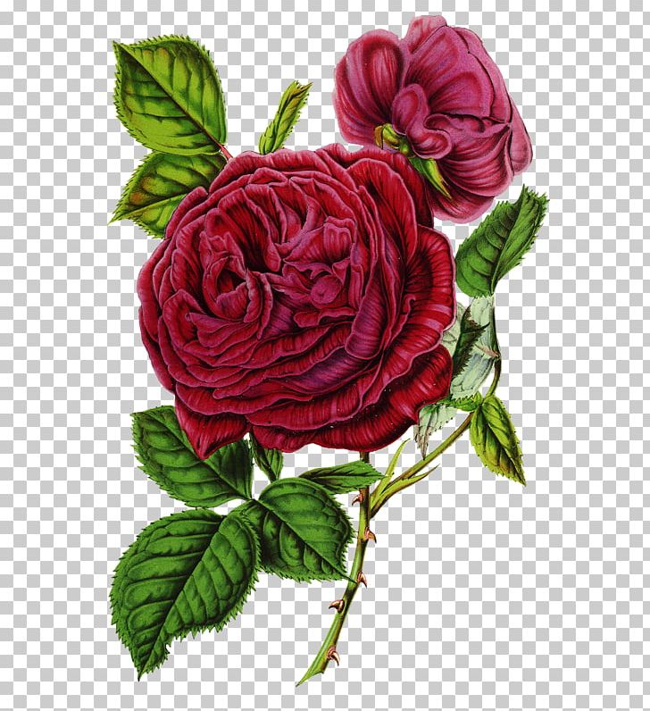 Garden Roses Canvas Print Floral Design PNG, Clipart, Canvas, Canvas Print, China Rose, Cut Flowers, Decorative Arts Free PNG Download