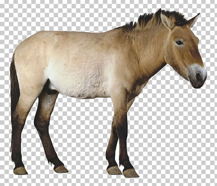 Mustang Mare Przewalski's Horse Stallion Foal PNG, Clipart, Animal, Animal Figure, Animals, Colt, Equine Nutrition Free PNG Download