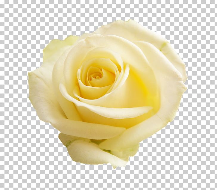 Garden Roses Flower White Cabbage Rose PNG, Clipart, Closeup, Cut Flowers, Flower, Flower Bouquet, Flowering Plant Free PNG Download