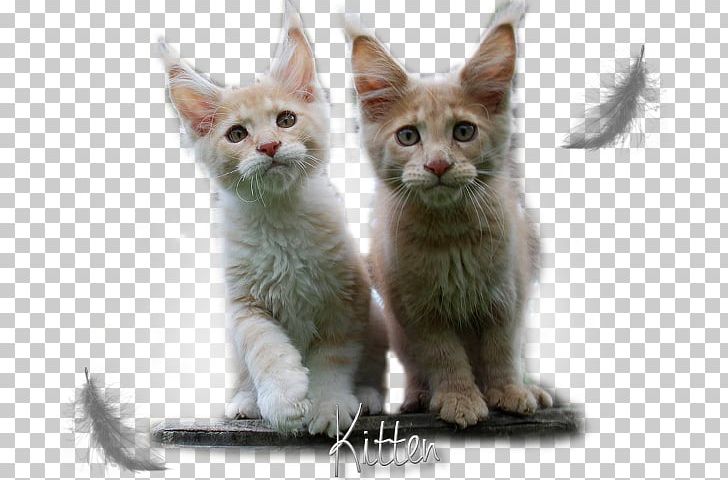 Kitten Maine Coon American Wirehair Javanese Cat German Rex PNG, Clipart, American Wirehair, Carnivoran, Cat, Cat Like Mammal, Domestic Short Haired Cat Free PNG Download