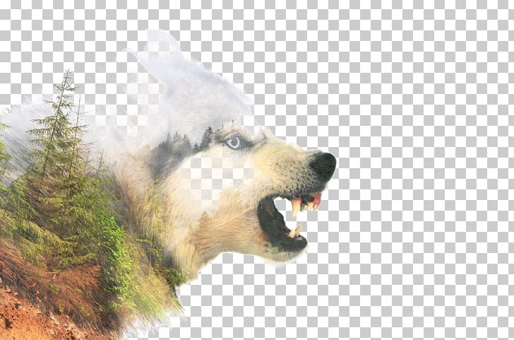 Siberian Husky Stock Photography Anger PNG, Clipart, Anger, Angry Dog, Animal, Animals, Bear Free PNG Download