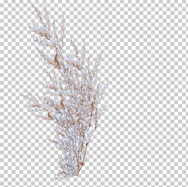 Snowflake Shrub Tree PNG, Clipart, Branch, Breynia Disticha, Conifer, Fir, Freezing Free PNG Download
