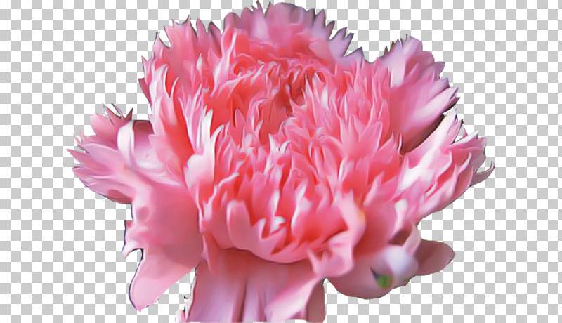 Flower Pink Petal Cut Flowers Plant PNG, Clipart, Carnation, Chinese Peony, Common Peony, Cut Flowers, Flower Free PNG Download