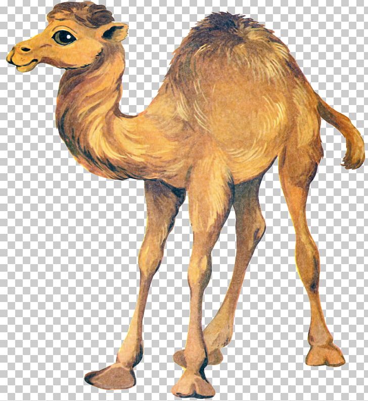 Bactrian Camel Kitten PNG, Clipart, Animal Figure, Animals, Arabian Camel, Bactrian Camel, Camel Free PNG Download