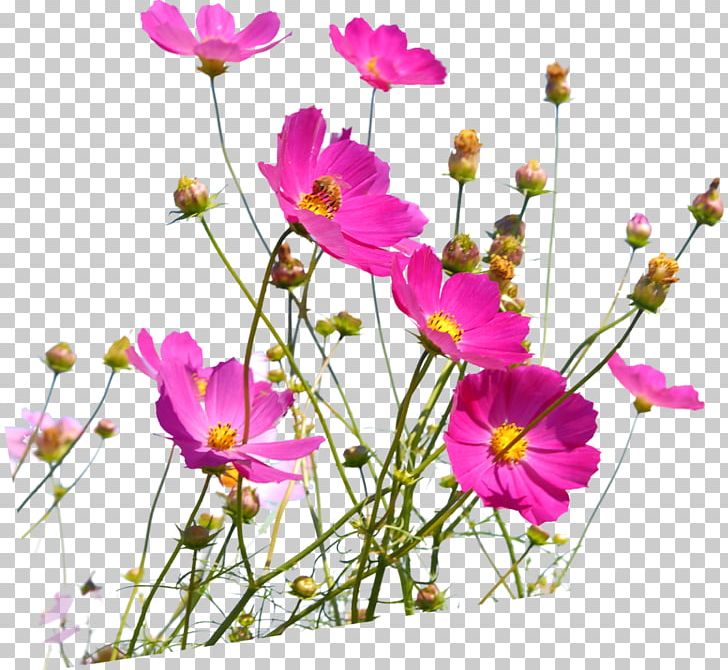 Desktop Flower 1080p IPhone PNG, Clipart, Android, Annual Plant, Computer, Cosmos, Cut Flowers Free PNG Download