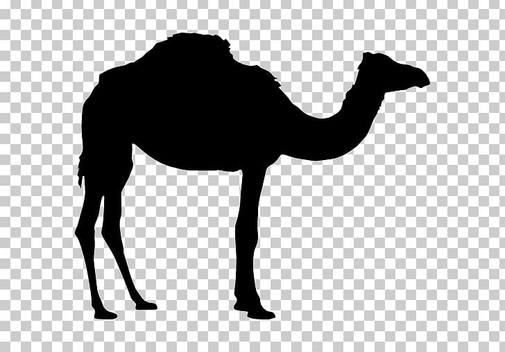 Dromedary Bactrian Camel PNG, Clipart, Animals, Arabian Camel, Art, Bactrian Camel, Black And White Free PNG Download