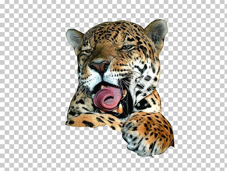Jaguar Leopard Lion Felidae Cat PNG, Clipart, Animal, Beast, Big Cat, Big Cats, Carnivoran Free PNG Download