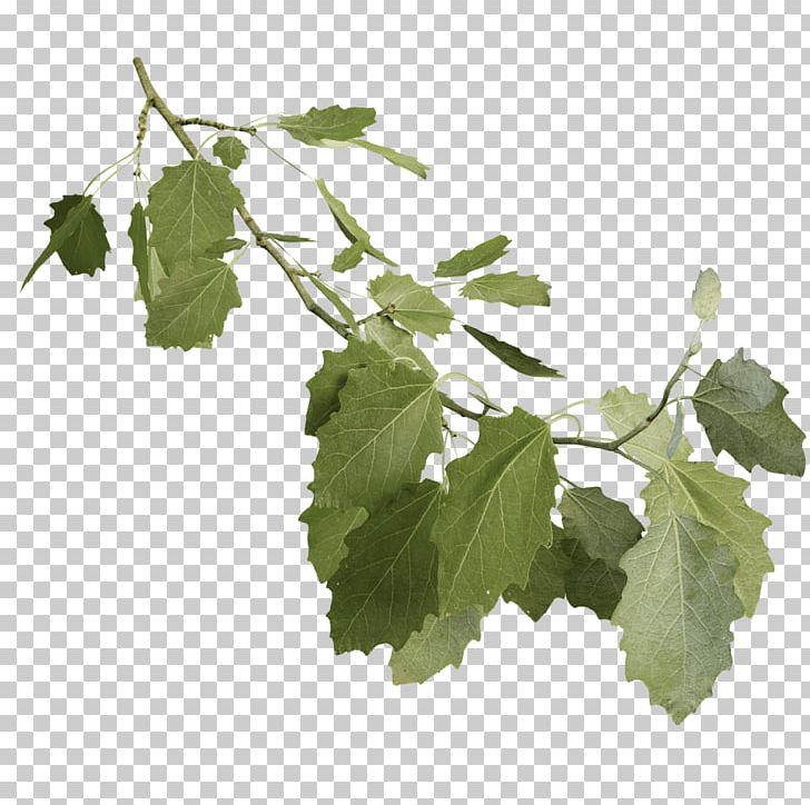 Leaf Grape Leaves Twig Plant Stem Tree PNG, Clipart, Branch, Branching, Grape Leaves, Grapevine Family, Grapevines Free PNG Download
