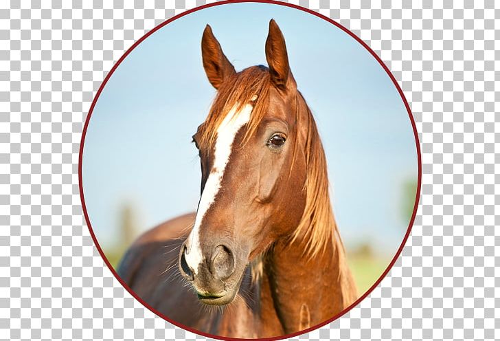 Portrait Shire Horse Canadian Horse Fototapeta PIXERS PNG, Clipart, Author, Bridle, Canadian Horse, Colt, Euthanasia Free PNG Download