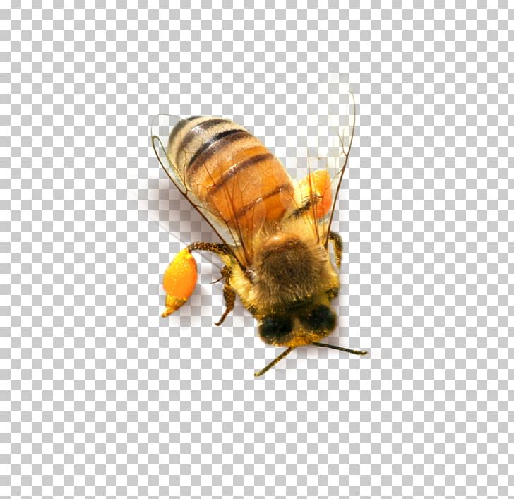 Bee Honeycomb PNG, Clipart, Bee Creative, Bee Hive, Bee Honey, Bees, Bees Honey Free PNG Download