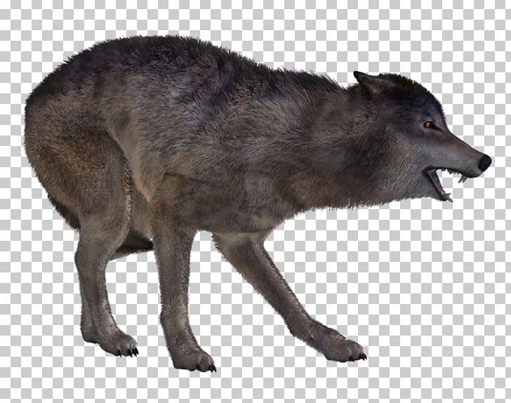 Coyote Dog Gray Wolf Snout PNG, Clipart, Animal, Animals, Carnivoran, Coyote, Dog Free PNG Download