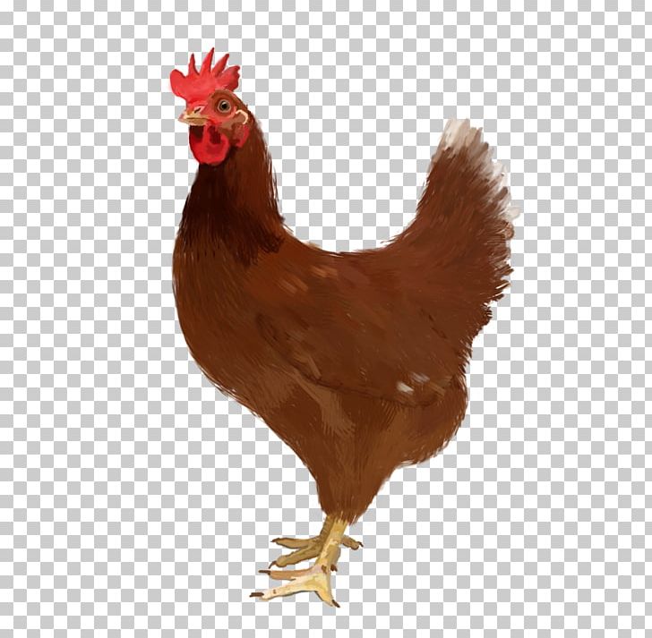 Kadaknath Chicken Meat Food Egg Chicken Coop PNG, Clipart, Animals, Beak, Bird, Chicken, Chicken Coop Free PNG Download