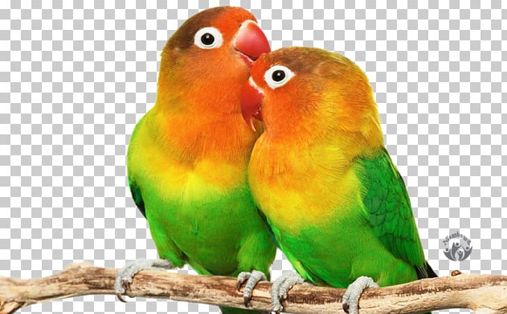 Lovebird Parrot Budgerigar Desktop PNG, Clipart,  Free PNG Download