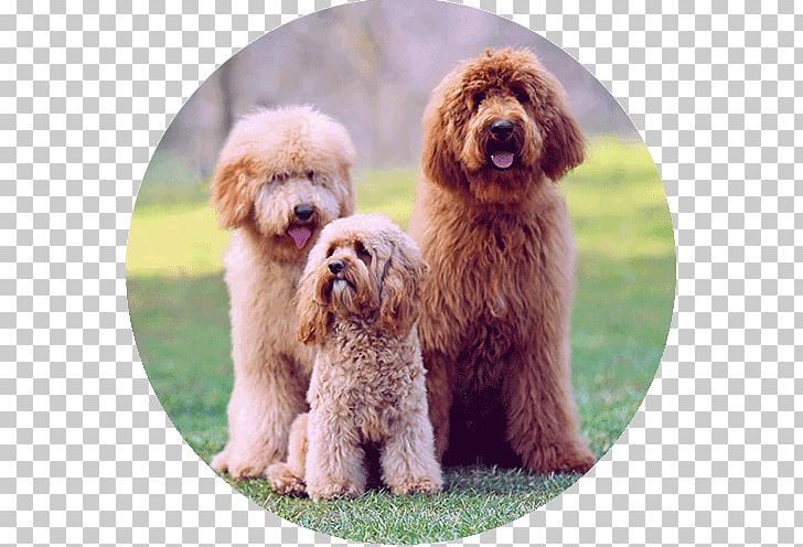 Miniature Poodle Cockapoo Standard Poodle Labradoodle Toy Poodle PNG, Clipart, Animals, Barbet, Breed, Carnivoran, Companion Dog Free PNG Download