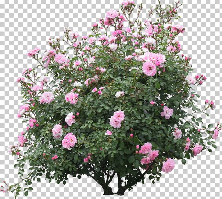 Shrub Tree PNG, Clipart, Annual Plant, Box, Branch, Bunga, Camellia Sasanqua Free PNG Download