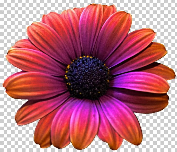 Transvaal Daisy Purple Color PNG, Clipart, Annual Plant, Aster, Chrysanths, Closeup, Color Free PNG Download