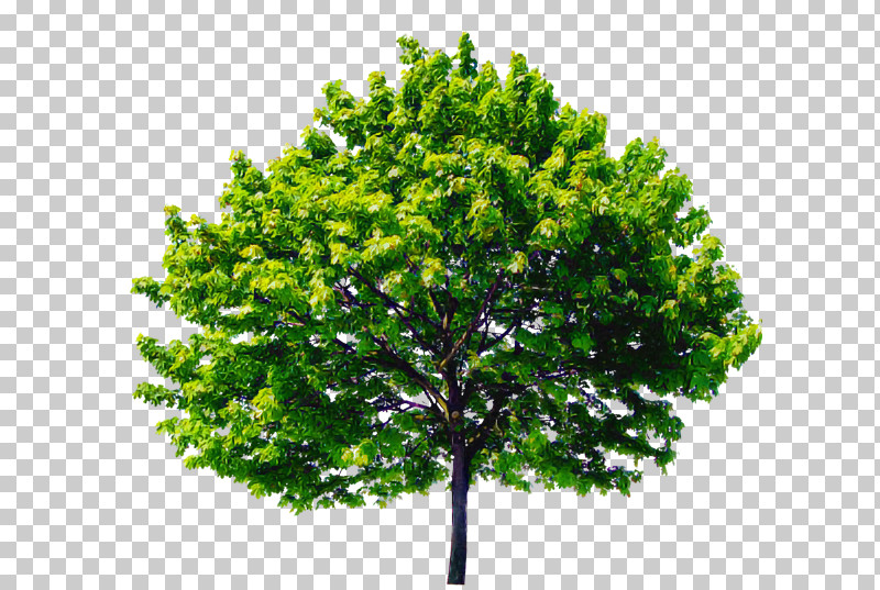 Arbor Day PNG, Clipart, Arbor Day, Branch, Elm, Flower, Grass Free PNG Download
