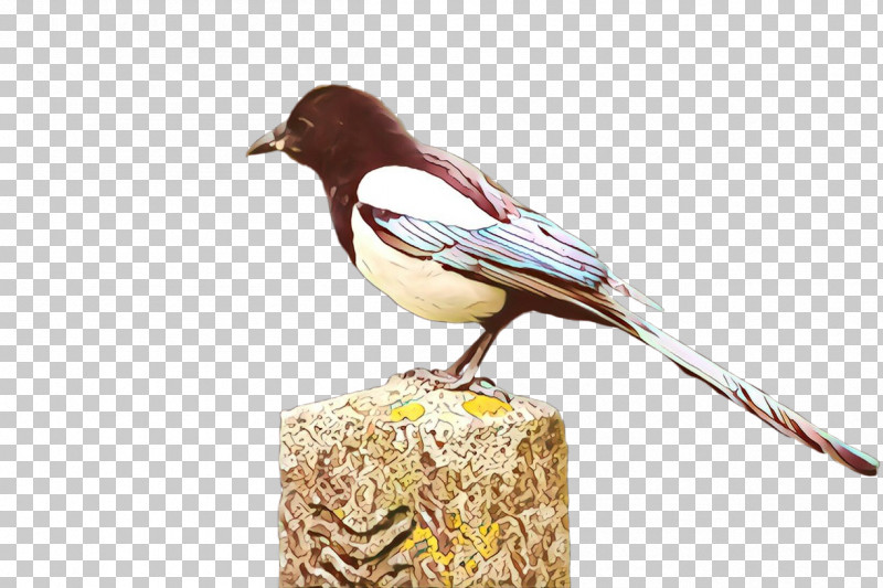 Bird Beak Chickadee Songbird Perching Bird PNG, Clipart, Beak, Bird, Chickadee, Eurasian Magpie, Finch Free PNG Download