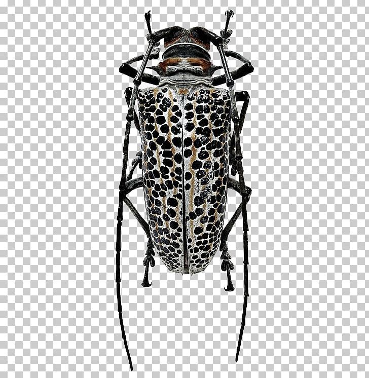 Living Jewels: The Natural Design Of Beetles Batocera Rosenbergia Straussi PNG, Clipart, Animals, Arthropod, Beatles, Beetle, Insect Free PNG Download