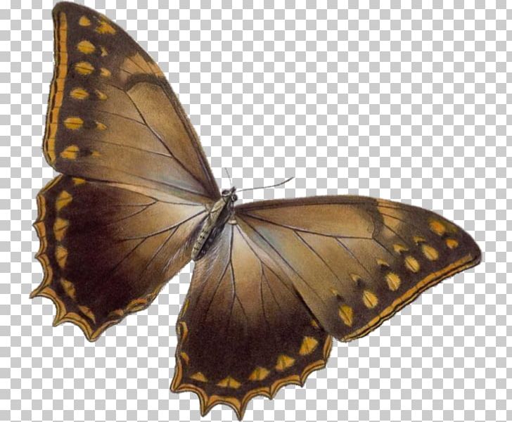 Butterfly Paper Polilla Maison Musxe9e PNG, Clipart, Animal, Arthropod, Brown Background, Brown Butterfly, Brush Footed Butterfly Free PNG Download