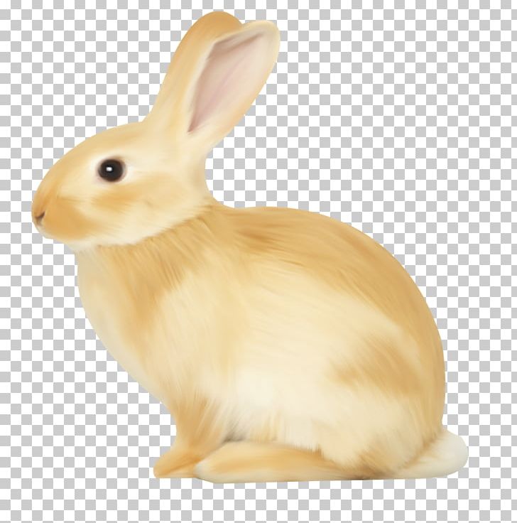 Domestic Rabbit Hare PNG, Clipart, Animals, Animation, Bunnies, Bunny, Cute Free PNG Download