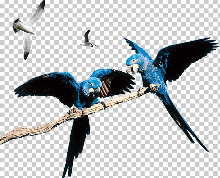 Hummingbird Parrot Cockatiel Lovebird PNG, Clipart, 1080p, Animal, Animals, Beak, Bird Free PNG Download