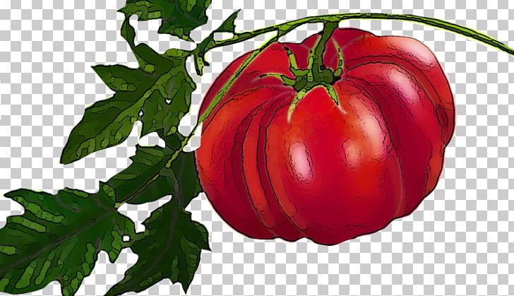 Plum Tomato Heirloom Tomato Bush Tomato Food PNG, Clipart, Bell Peppers And Chili Peppers, Bus, Chili Pepper, Diet Food, Food Free PNG Download