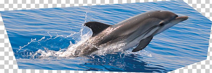 Striped Dolphin Common Bottlenose Dolphin Short-beaked Common Dolphin Rough-toothed Dolphin Wholphin PNG, Clipart, Biology, Bottlenose Dolphin, Common Bottlenose Dolphin, Fauna, Longbeaked Common Dolphin Free PNG Download