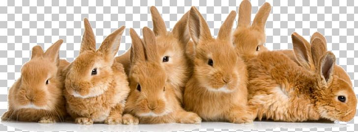 Domestic Rabbit Flemish Giant Rabbit Pet Cat PNG, Clipart, Animal, Animal Figure, Cat, Domestic Rabbit, Fauna Free PNG Download
