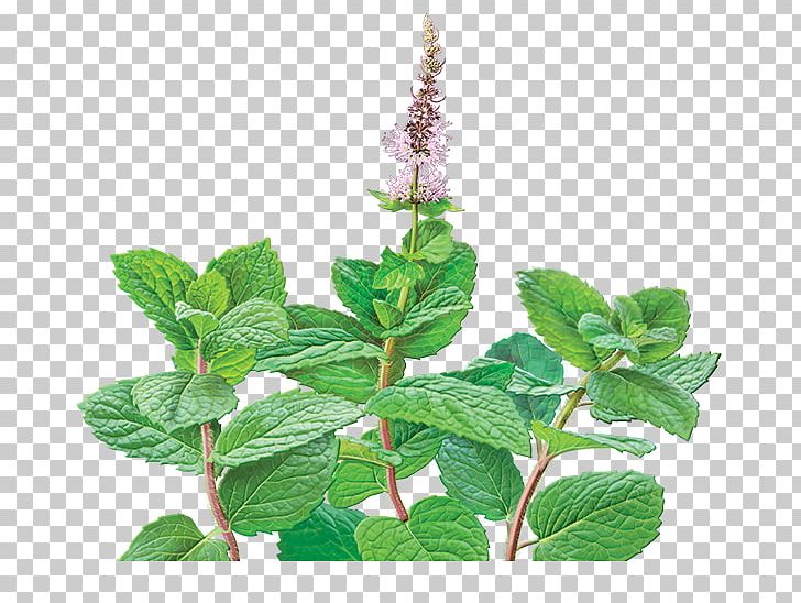 Green Tea Mentha Spicata Peppermint Organic Food PNG, Clipart, Caffeine, Camellia Sinensis, Flowers, Food, Food Drinks Free PNG Download