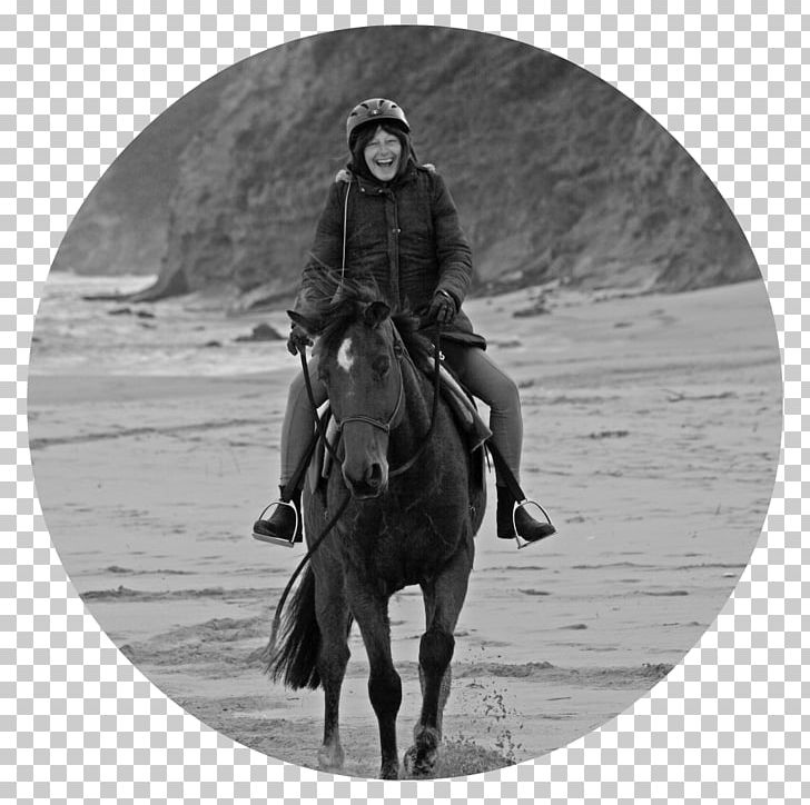 Stallion Great Ocean Road Aireys Inlet Lorne Apollo Bay PNG, Clipart, Accommodation, Apollo Bay, Black And White, Bridle, Great Ocean Road Free PNG Download