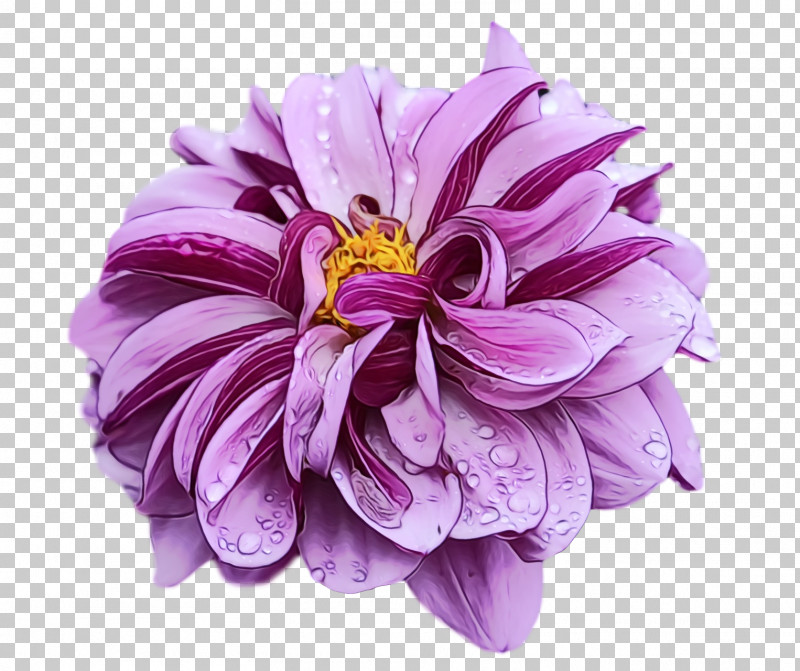 Dahlia Flower Cut Flowers Chrysanthemum Painting PNG, Clipart, Chrysanthemum, Cut Flowers, Dahlia, Download Images, Flower Free PNG Download
