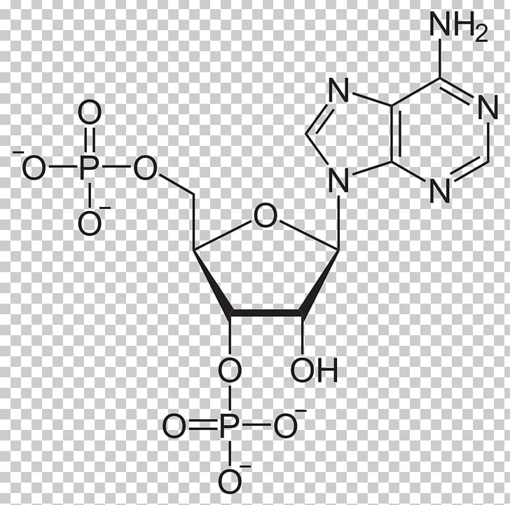 Adenosine Diphosphate Adenosine Triphosphate Pyrophosphate Adenosine Monophosphate PNG, Clipart,  Free PNG Download