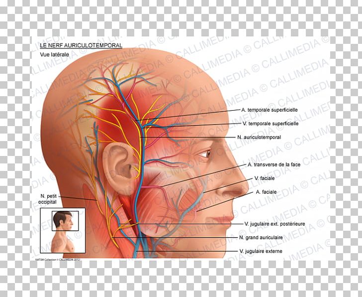 Auriculotemporal Nerve Superficial Temporal Artery Anatomy Facial Nerve PNG, Clipart, Anatomy, Artery, Blood Vessel, Chin, Ear Free PNG Download