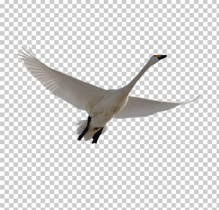 Cygnini Swan Goose Bird Domestic Goose PNG, Clipart, Animal, Animals, Beak, Bird, Black Swan Free PNG Download