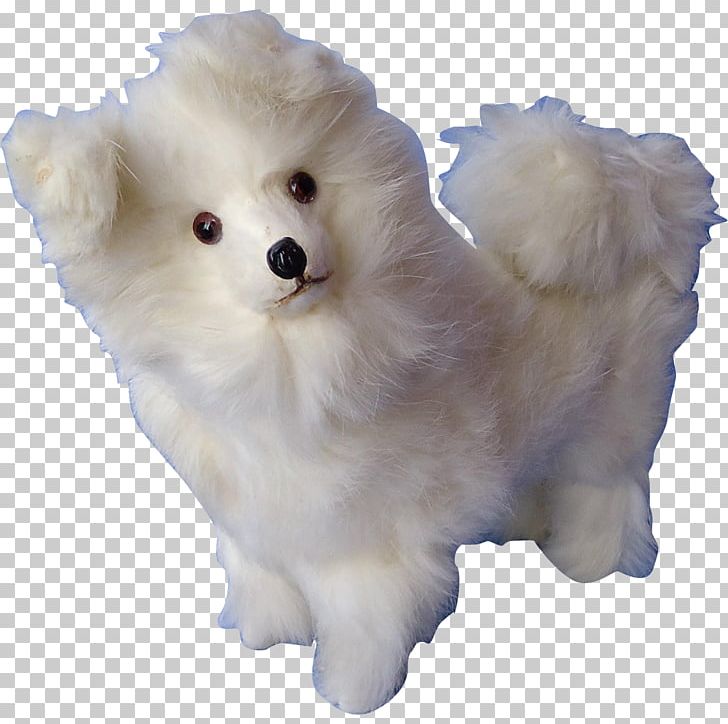 German Spitz Klein German Spitz Mittel American Eskimo Dog Japanese Spitz Pomeranian PNG, Clipart, American Eskimo Dog, Animals, Antique, Breed, Canadian Eskimo Dog Free PNG Download